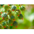 BLOOM - Blanc